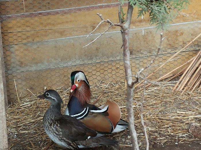 20140211_162732 - Aix galericulata - rata mandarin