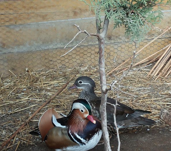 20140211_162930 - Aix galericulata - rata mandarin