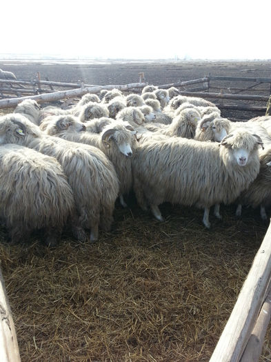 2014-02-11 10.30.32 - oile turcane si tigai
