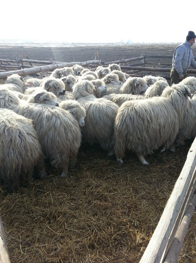 2014-02-11 10.30.36 - oile turcane si tigai