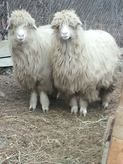 2014-02-18 16.15.33 - oile turcane si tigai