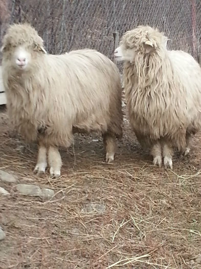 2014-02-18 16.16.44 - oile turcane si tigai