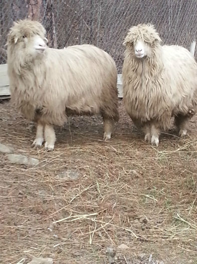 2014-02-18 16.17.16 - oile turcane si tigai