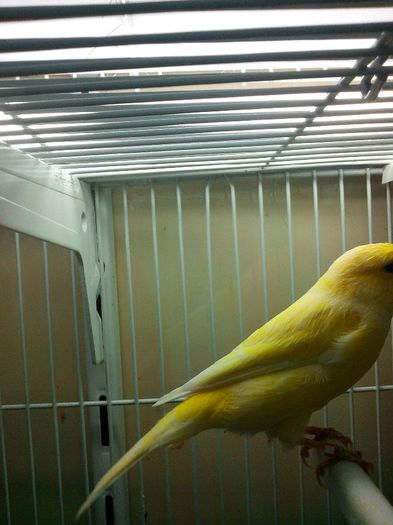 IMG_20140217_172625 - 3CANARII MEI DE CULOARE