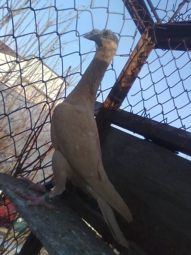 Imagine1946 - Carieri