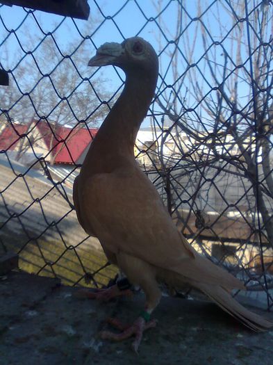 Imagine1943 - Carieri