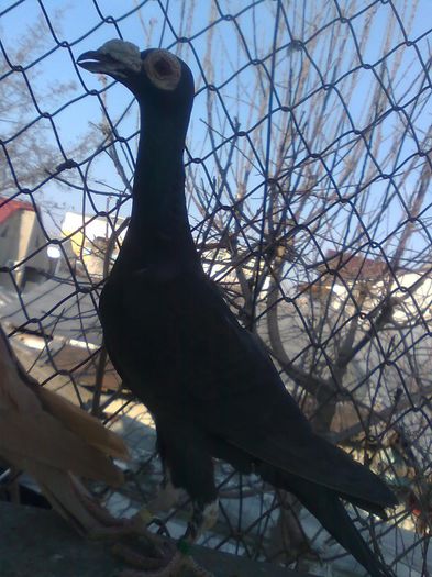 Imagine1944 - Carieri