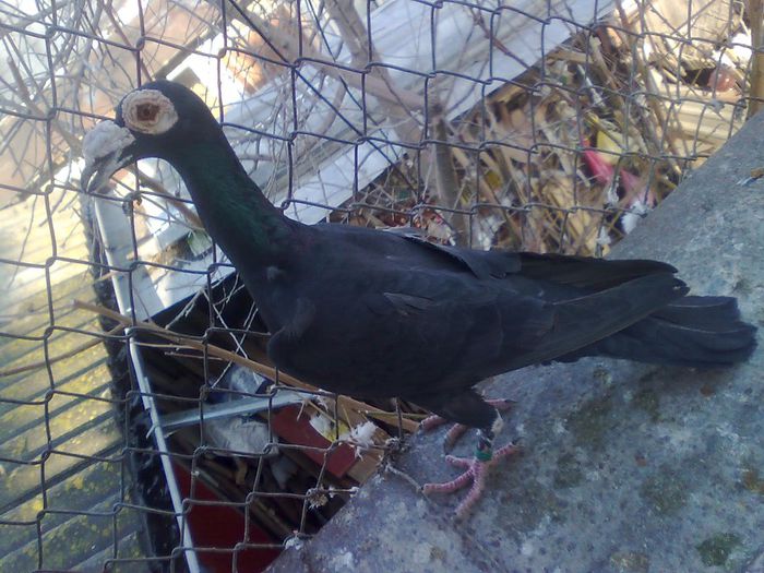 f 2013 - Carieri