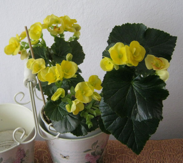 begonia pitica