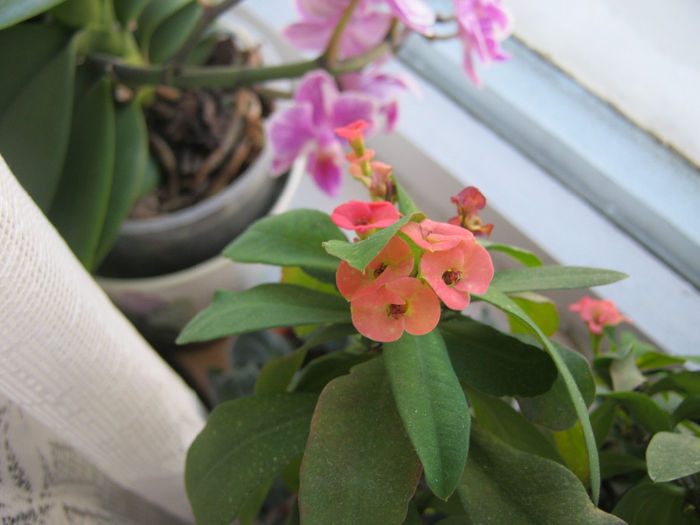 euphorbia milii
