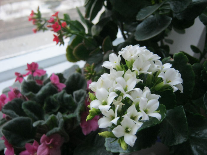 kalanchoe