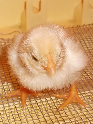 combatant indian pitic 1 zi