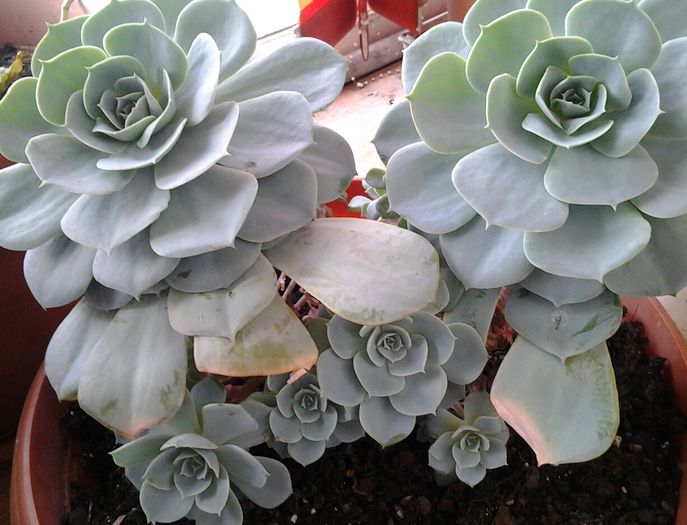 echeverii-mami,tati,si copiii - suculente 2013-2014-2015-2016
