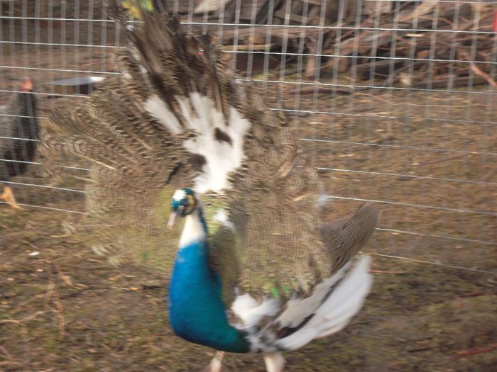 SAM_8002 - paun arlechin