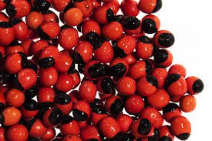 ORMOSIA Monosperma - a-alte seminte rare