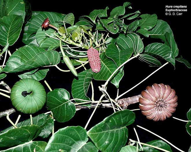 hura crepitans - a-alte seminte rare