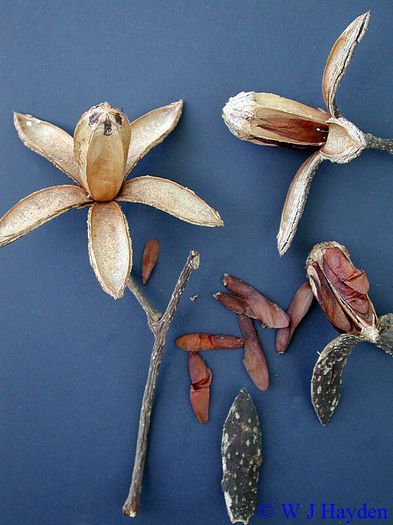 CEDRELA Odorata - a-alte seminte rare