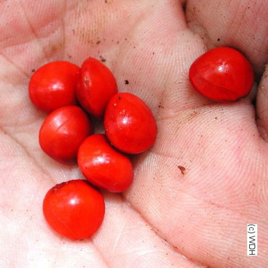 ADENANTHERA Pavonina - a-alte seminte rare