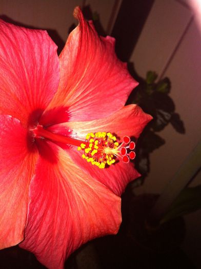 Cairo Red [1] - 2 Hibiscus