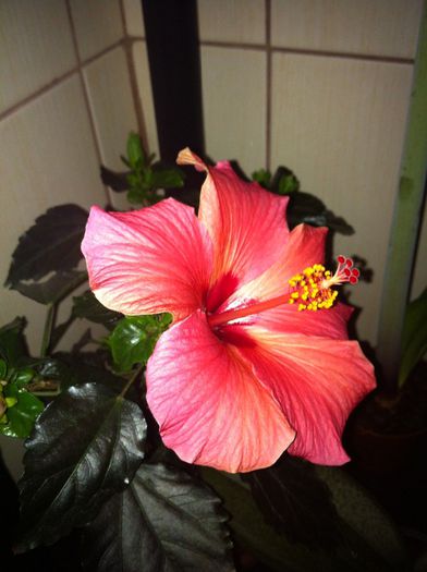 Cairo Red [1] - 2 Hibiscus