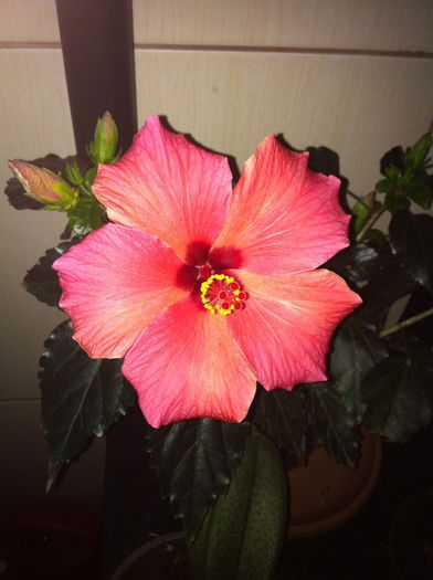 Cairo Red [1] - 2 Hibiscus