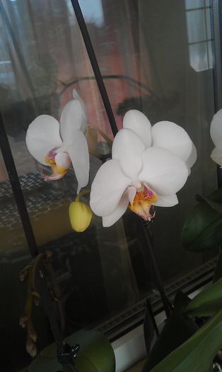 IMAG0309 - orhidee