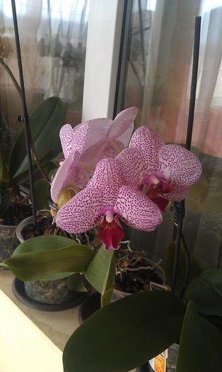 IMAG0307 - orhidee