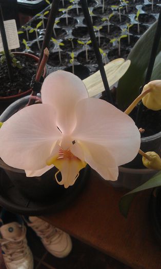 IMAG0305 - orhidee
