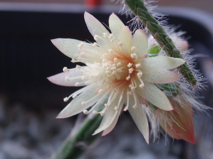 Rhipsalis pilocarpa - Cactusi si suculente 2013