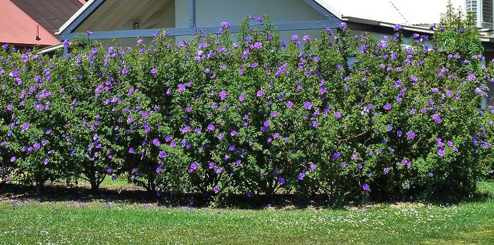 Alyogyne hakeifolia - a-alte seminte rare