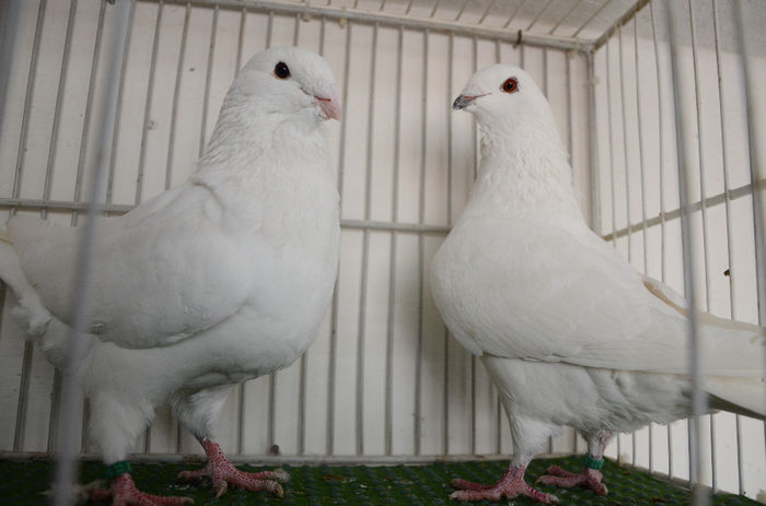 Ambii 2013 Facuti cadou de 2016; Porumbeii i-am facut cadou unui copil caruia i sa amputat o mana.
