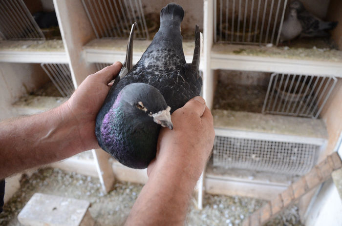 M 2009-Readus - Vandut