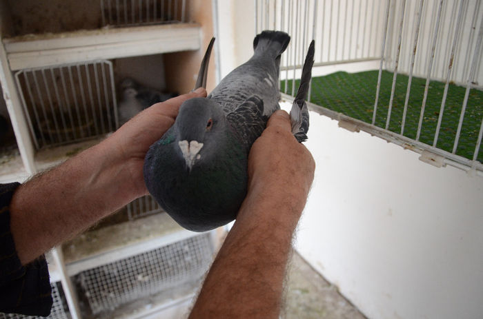 F 2010 Vanduta -  Laie C