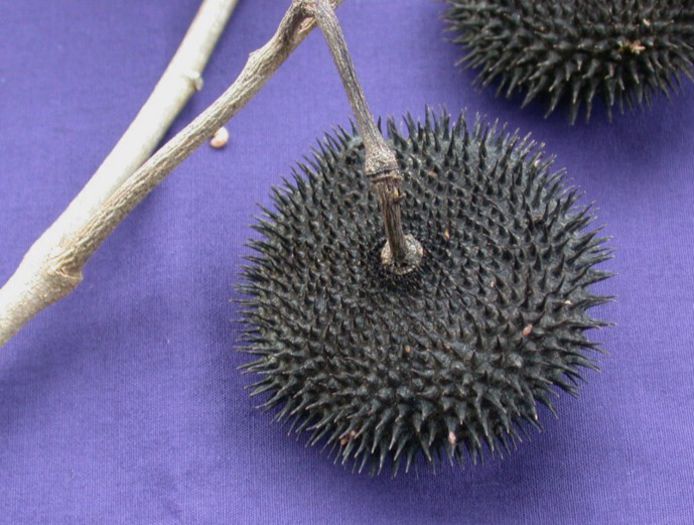 Apeiba membranacea - a-alte seminte rare