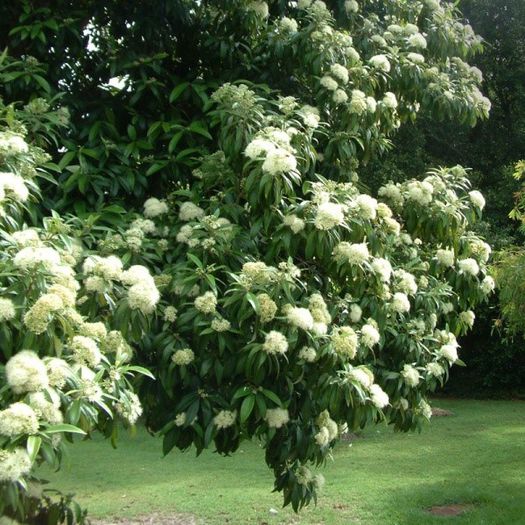 Backhousia citriodora