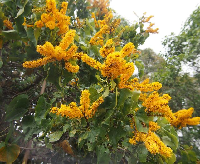 Barklya syringifolia - a-alte seminte rare