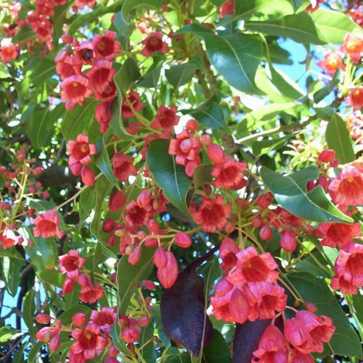 Brachychiton discolor - a-alte seminte rare