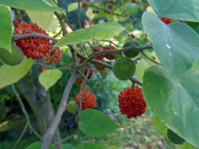 Broussonetia papyrifera - a-alte seminte rare
