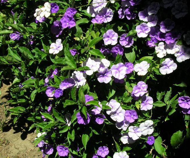 Brunfelsia floribunda - a-alte seminte rare