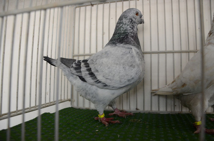 DOR 7598-F-2011-H - Porumbei Americani-Vanduti