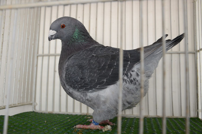 DOR_7456  F 2012-754-RO - Vanduta - Porumbei Americani-Vanduti