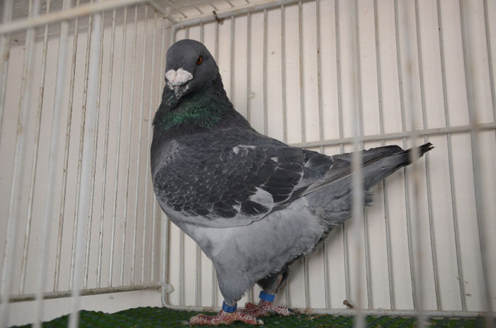 DOR_7470  M 2012-RO-Vandut - Porumbei Americani-Vanduti