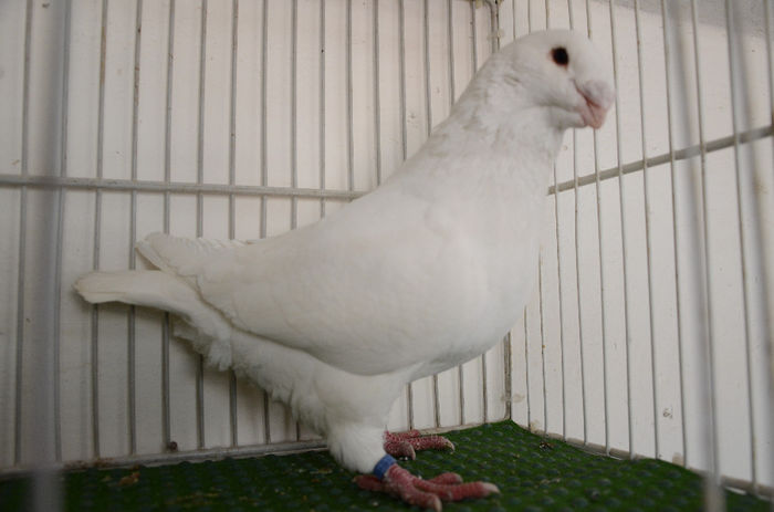 DOR_7474 M 2012-H-Vandut - Porumbei Americani-Vanduti