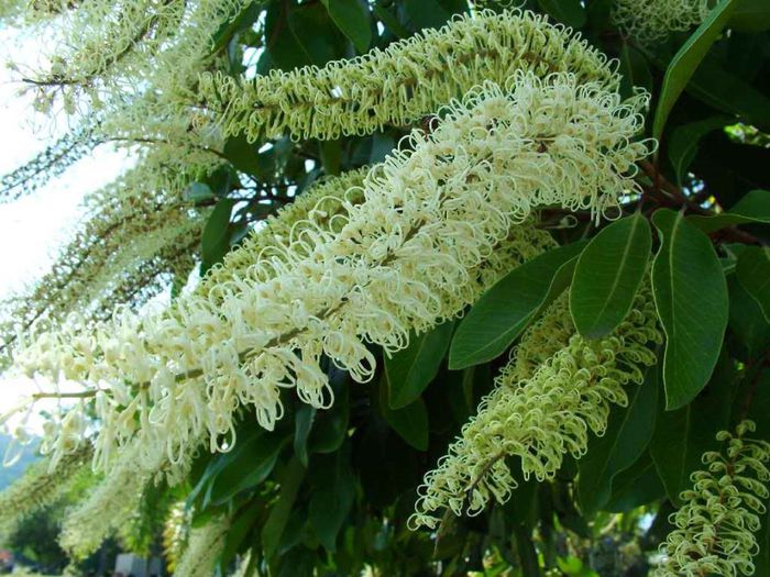 Buckinghamia celsissima - a-alte seminte rare