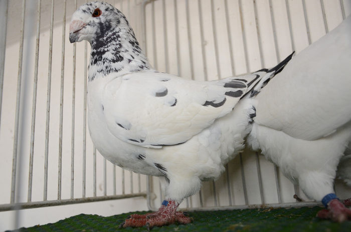 DOR_7478 F 2012-RO Vanduta - Porumbei Americani-Vanduti