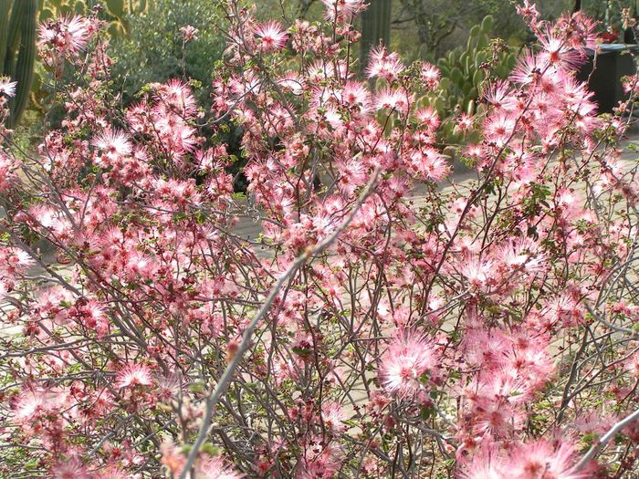 Calliandra eriophylla - a-alte seminte rare