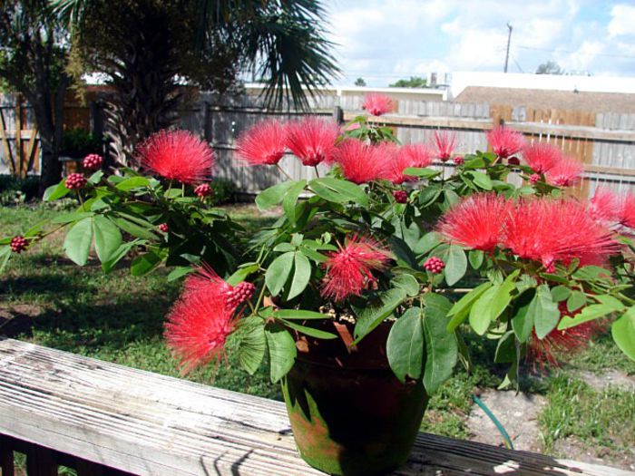 Calliandra haematocephala - a-alte seminte rare