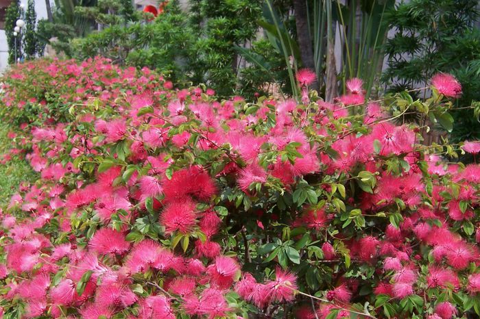 Calliandra surinamensis - a-alte seminte rare