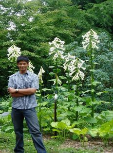 Cardiocrinum giganteum din spate - a-alte seminte rare
