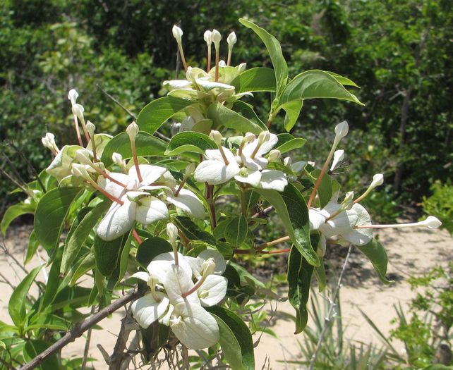 Carphalea pubescens - a-alte seminte rare